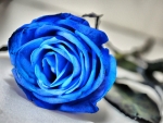 BLUE ROSE