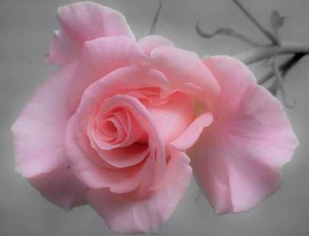 PINK ROSE - IMAGE, ROSE, PINK, PALE