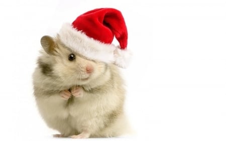 Santa's helper - red, hamster, funny, animal, cute, rodent, white, card, hat, santa