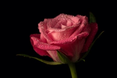 Rose - trandafir, pink, black, rose, flower