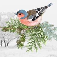 Winter Finch