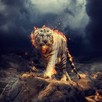 tiger