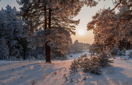 Snowy Forest - forest, winter, snowy forest, landscape, trees, nature, snow