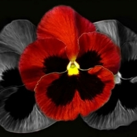 PRETTY PANSY