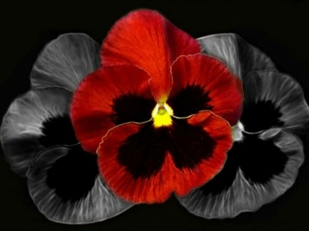 PRETTY PANSY - white, pansy, black, pretty