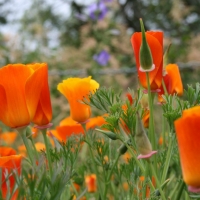 CALIFORNIAN POPPY