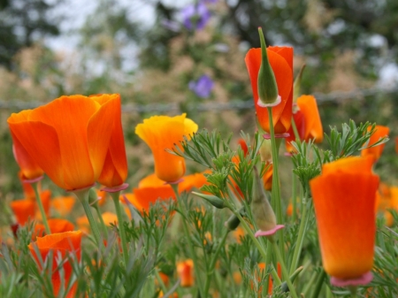 CALIFORNIAN POPPY - californian, flowers, pretty, poppy