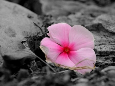 PINK FLOWER - white, black, flower, pink