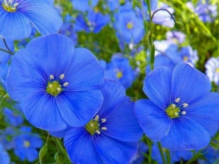 PRETTY BLUE FLOWERS - IMAGE, BLUE, FLOWERS, PRETTY