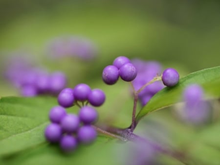 PURPLE BERRIES - PURPLE, NATURE, BERRIES, PRETTY