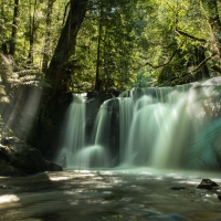 forest waterfall