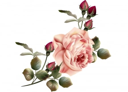 Rose - white, summer, trandafir, bud, rose, card, flower, pink