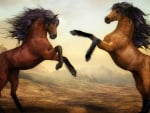 Horses