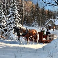 Sugar Shack Horses