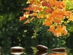 Flowers and stones