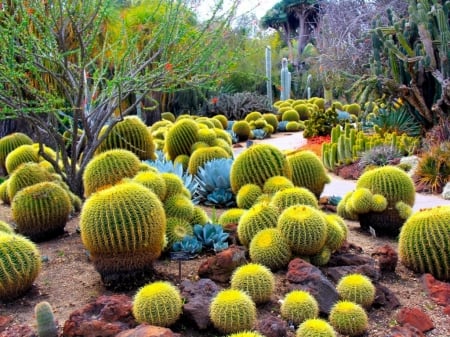 CACTI GARDEN