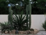 CACTUS PLANTS