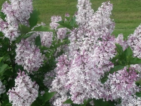 LILAC BLOOMS - LILAC, LOVELY, FLOWERS, PRETTY