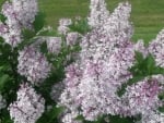 LILAC BLOOMS