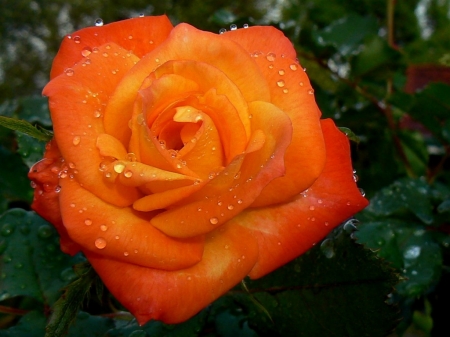 ORANGE ROSE - lovely, image, orange, rose