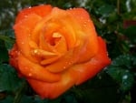 ORANGE ROSE