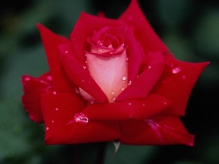 BEAUTIFUL ROSE - rose, flower, red, beautiful