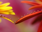 WATER DROPLETS ON FLOWERS