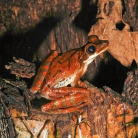 Frogs In The Amazon River