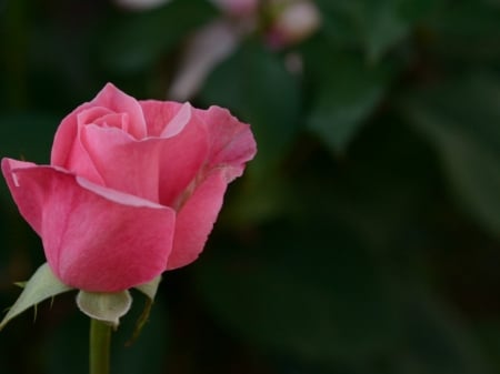 PRETTY PINK ROSE - flower, pink, rose, pretty