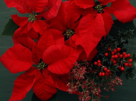 PRETTY POINTSETTIA - PLANT, IMAGE, PRETTY, POINTSETTIA