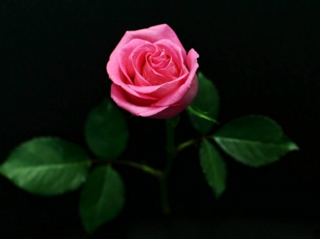 PRETTY PINK ROSE - flower, pink, rose, pretty