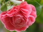 CAMELIA FLOWER