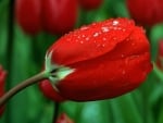 DROPLETS ON TULIP