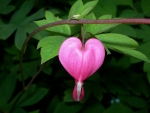 PINK CHAIN OF HEARTS