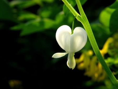 WHITE CHAIN OF HEARTS - CHAIN, WHITE, HEARTS, FLOWER