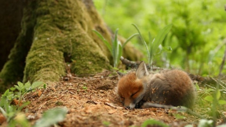 sleeping - animal, fox, nature, tree