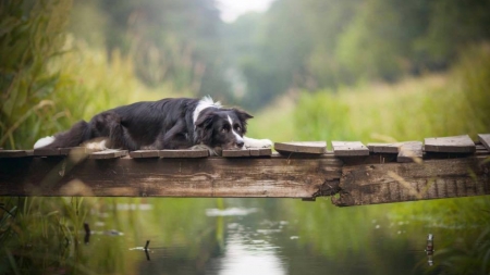 let me sleep - river, animal, dogs, bridge