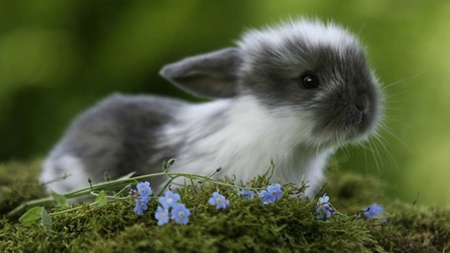 cute - rabbit, animal, flower, country