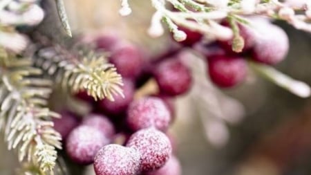 Frost - nature, berrys, frost, fruit