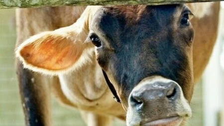 Hello - cow, country, nature, brown