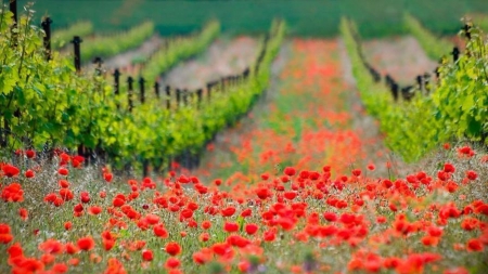 Field of Red - nature, summer, field, poppie