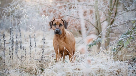 play with me - animal, winter, dog, snow