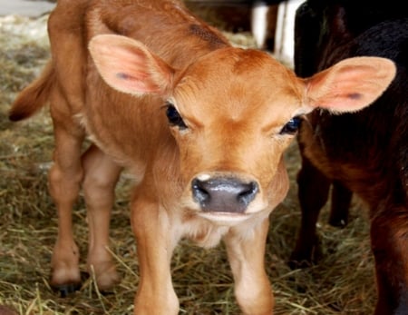 Baby Calf - animals, baby, photography, cow, calf