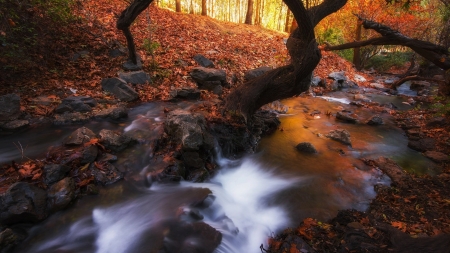 Forest Falls - nature, autumn, landscape, forest, yellow, leaves, waterfall