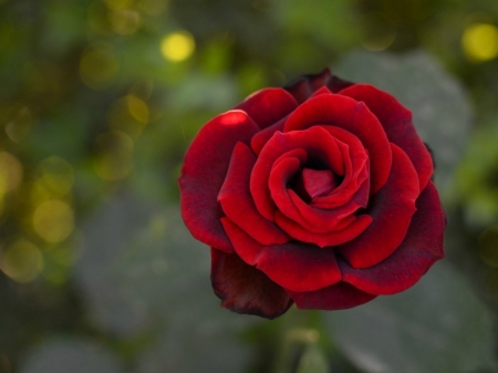 RED BEAUTY - red, flower, rose, pretty