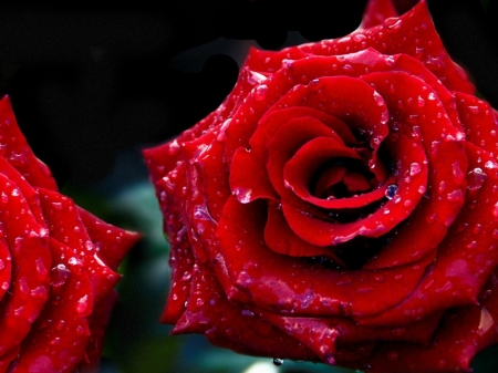 PRETTY RED ROSE - ROSE, RED, FLOWERS, PRETTY