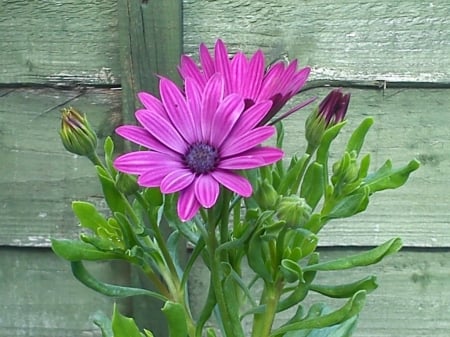 AFRICAN DAISY - african, purple, pretty, daisy