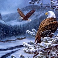 Winter eagles