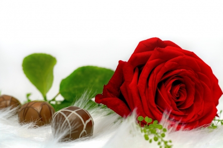 Merry Christmas - chocolate, rose, christmas, flower