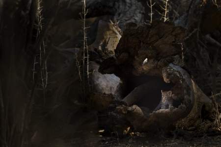 Leopard Cub Hiding - night time, leopard cub, hollowed tree, moss, spots